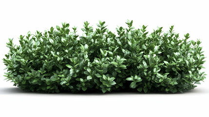 Fototapeta premium 3D Render of Lush Green Bush, Isolated on White Background, Ideal for Landscaping or Garden Designs