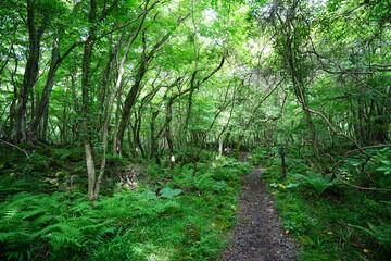 Fototapeta premium fine spring path through old trees and vines