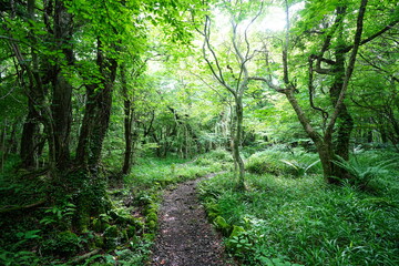Fototapeta premium refreshing spring forest and path in the gleaming sunlight