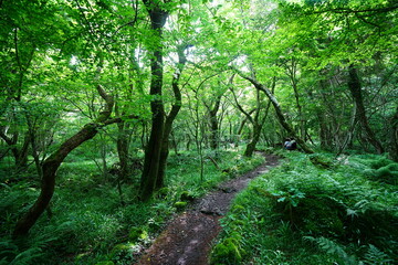 refreshing spring forest and fine pathway