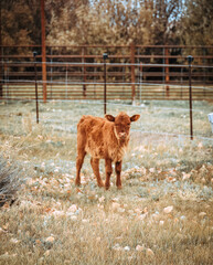Calf © Jordan