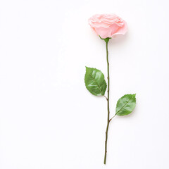 Obraz premium A stunning pink rose captures the essence of beauty in a minimalist studio setting on white background