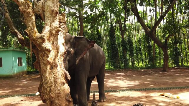 A huge tusker hiding behind the tree trunk in elephant training camp