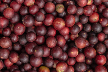 CAMU CAMU, AMAZONIAN FRUIT THAT GROWS ON THE BANKS OF RIVERS, DELICIOUS RED FRUIT KNOWN AS CAMU...