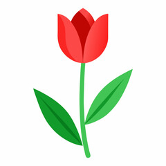Red tulip flower vector illustration, tulip floral with white background
