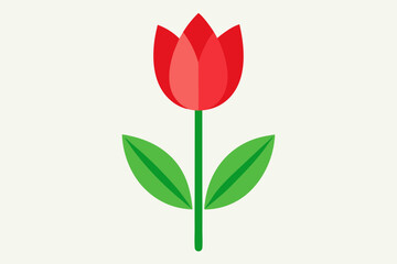 Red tulip flower vector illustration, tulip floral with white background