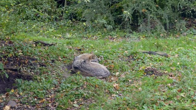 A wolf sleeps in the forest in the wild. Dangerous animal in the forest in Switzerland