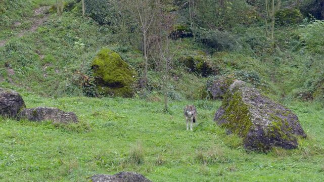 A wolf stands in the forest and looks around