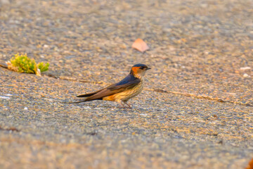 コシアカツバメ