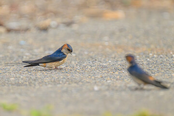 コシアカツバメ