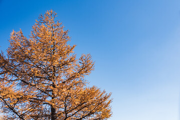 Fototapeta premium 青空と紅葉したカラマツ