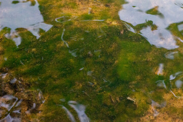 Moss is single-celled algae that clings to areas with flowing water