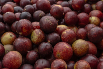 CAMU CAMU, AMAZONIAN FRUIT THAT GROWS ON THE BANKS OF RIVERS, DELICIOUS RED FRUIT KNOWN AS CAMU CAMU, DELICIOUS IN ICE CREAMS AND DESSERTS