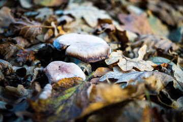 Mushrooms Growing Among Fallen Leaves on the Forest Floor in Autumn, Highlighting Natural Decay and Earthy Tones