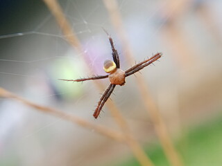 a red spider in his home.