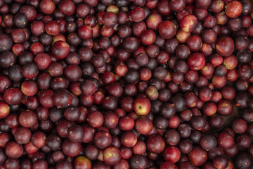 CAMU CAMU, AMAZONIAN FRUIT THAT GROWS ON THE BANKS OF RIVERS, DELICIOUS RED FRUIT KNOWN AS CAMU...