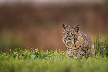 Close up Of Bob cat in Field