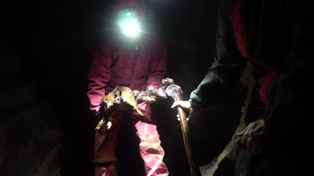 Cavers examine the femur and pelvis of giant extinct moa bird after discovery of skeleton in cave.
