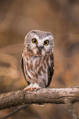 Portrait of an owl