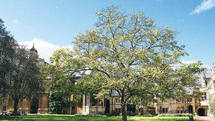 Obraz premium University of London and Cambridge