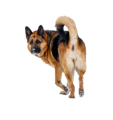 A dog is walking on a white background