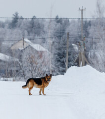 A dog is standing in the snow next to a road