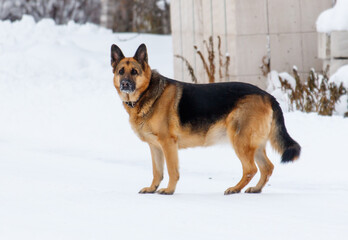 A large black and brown dog stands in the snow