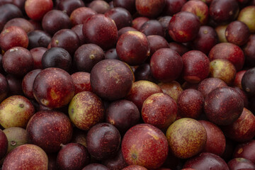CAMU CAMU, AMAZONIAN FRUIT THAT GROWS ON THE BANKS OF RIVERS, DELICIOUS RED FRUIT KNOWN AS CAMU...