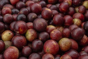 CAMU CAMU, AMAZONIAN FRUIT THAT GROWS ON THE BANKS OF RIVERS, DELICIOUS RED FRUIT KNOWN AS CAMU CAMU, DELICIOUS IN ICE CREAMS AND DESSERTS