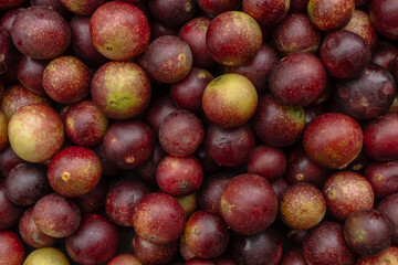 CAMU CAMU, AMAZONIAN FRUIT THAT GROWS ON THE BANKS OF RIVERS, DELICIOUS RED FRUIT KNOWN AS CAMU...