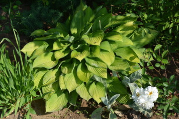 Hosta in a shady place in the garden in summer