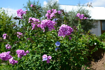 Obraz premium Bush of lilac phloxes against a background of blue sky in the garden in summer