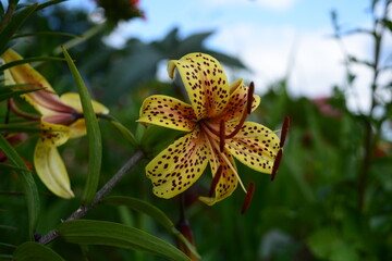 Beautiful yellow with burgundy speckled bright tiger lily close-up on a blurred background of green leaves in the garden in summer