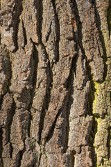 abstract background of tree bark