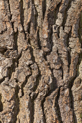background of old tree bark