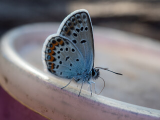 small blue butterfly close up