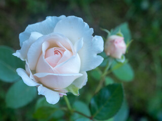 rose flower close up