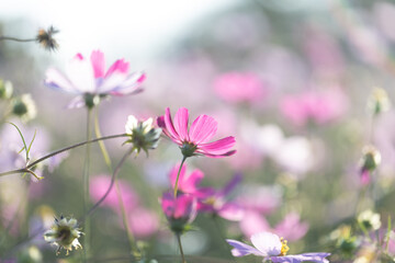 コスモス畑