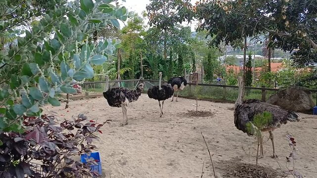 The video captures the behavior of a single ostrich running alone from a distance among other ostriches in an outdoor enclosure.