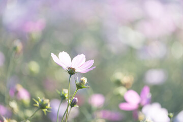 淡いピンク色のコスモス