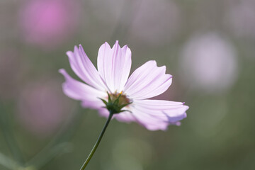 ピンク色のコスモス
