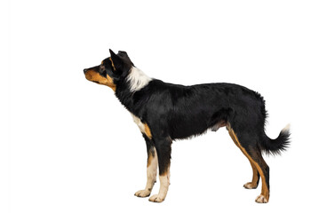 Alert Black and Tan Border Collie Lying on Transparent Background PNG