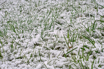 green grass on a snowy lawn