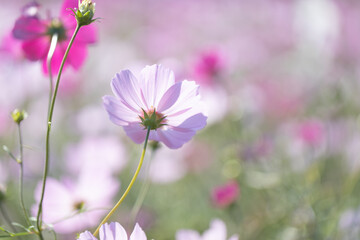 淡いピンク色のコスモス