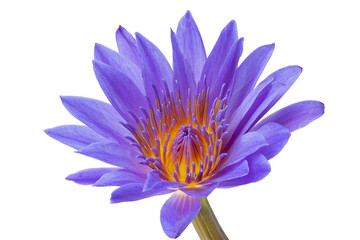 blue lotus flower or blue water lily isolated on white background.