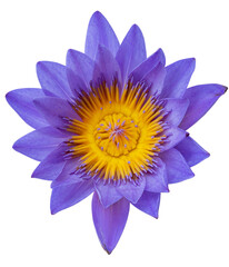 blue lotus flower or blue water lily isolated on white background.