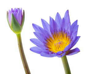 blue lotus flower or blue water lily isolated on white background.