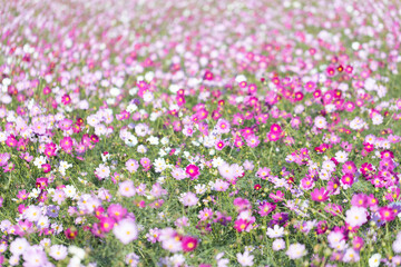 一面に咲き誇るコスモス畑