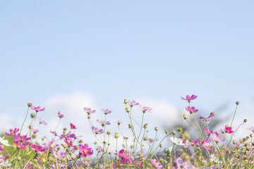コスモスと青空