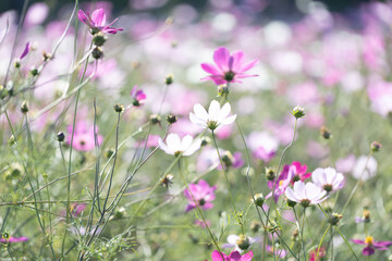 コスモス畑